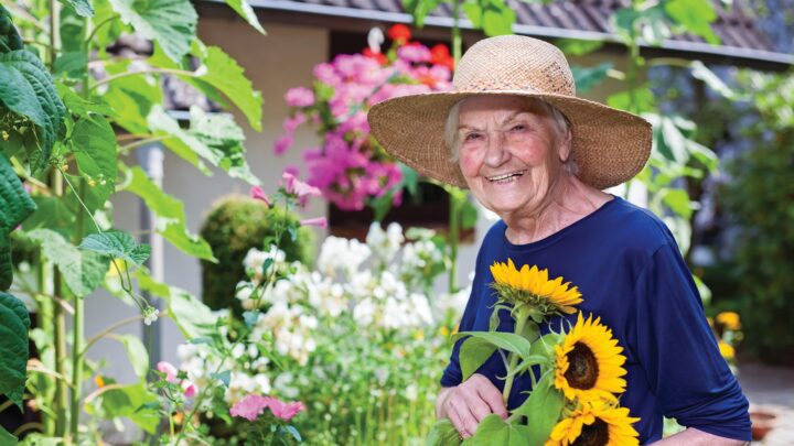 smiling elderly woman holding sunflowers